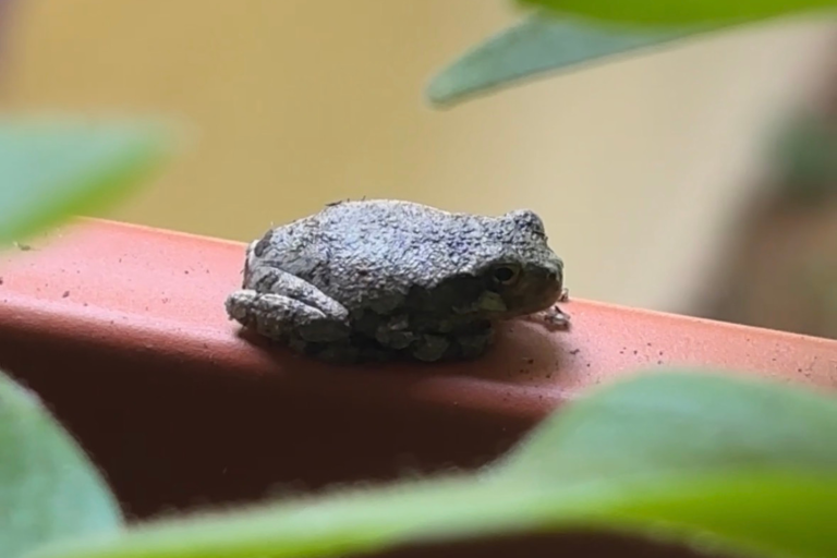 When God is in the small things. Like this teeny, tiny frog. A peaceful reminder to notice God in the small things of everyday life
